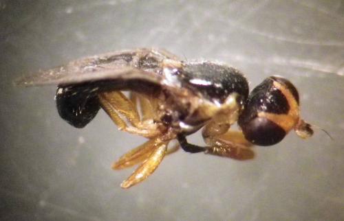 Cetema sp.